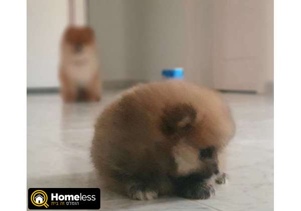 תמונה 2 ,כלבים פומרניאן   פומרניין למכירה בקרית מלאכי