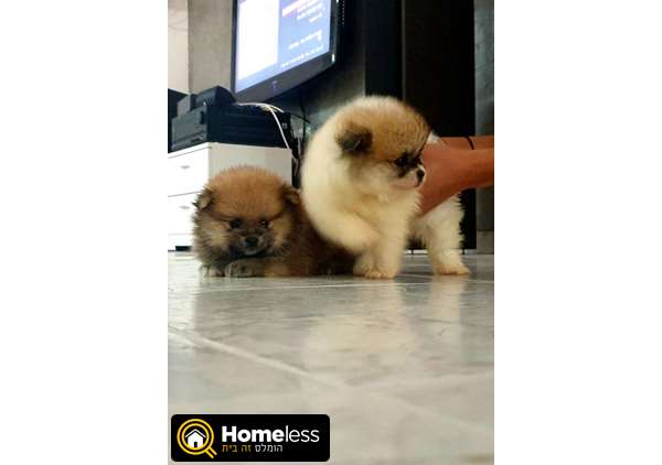 תמונה 1 ,כלבים פומרניאן   פומרניאן למכירה בקרית מלאכי