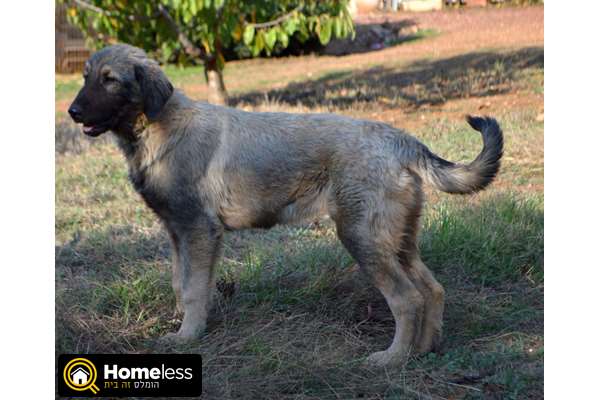 תמונה 1 ,כלבים רועה קאווקזי   שארפלאנינה למכירה בנווה אטיב