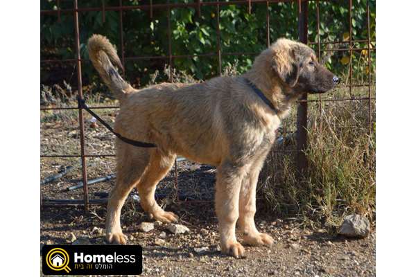 תמונה 2 ,כלבים רועה קאווקזי   שארפלאנינה למכירה בנווה אטיב
