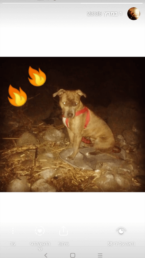 תמונה 2 ,כלבים אחר   סנדי למכירה בנהריה