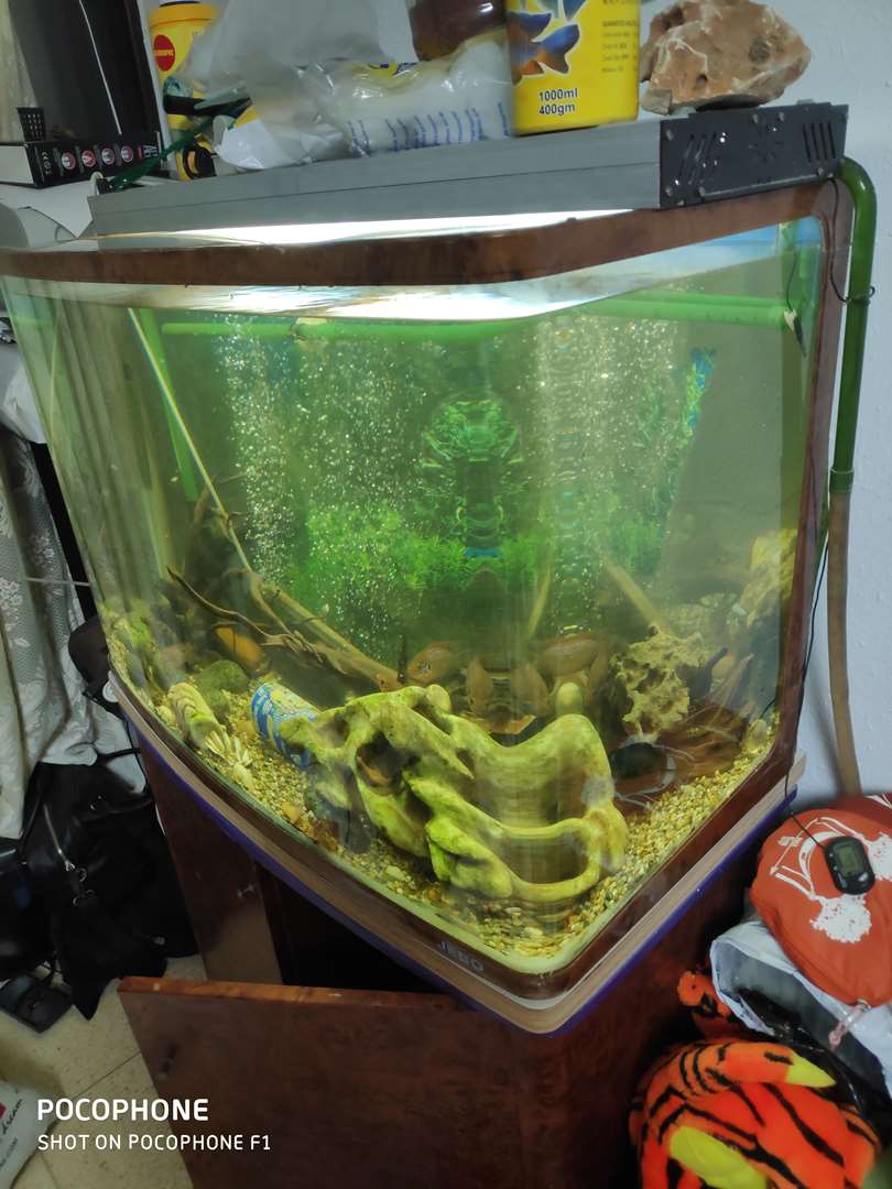 תמונה 1 ,דגים אקוואריום   אקווריום פנורמי 250 ליטר למכירה באשקלון