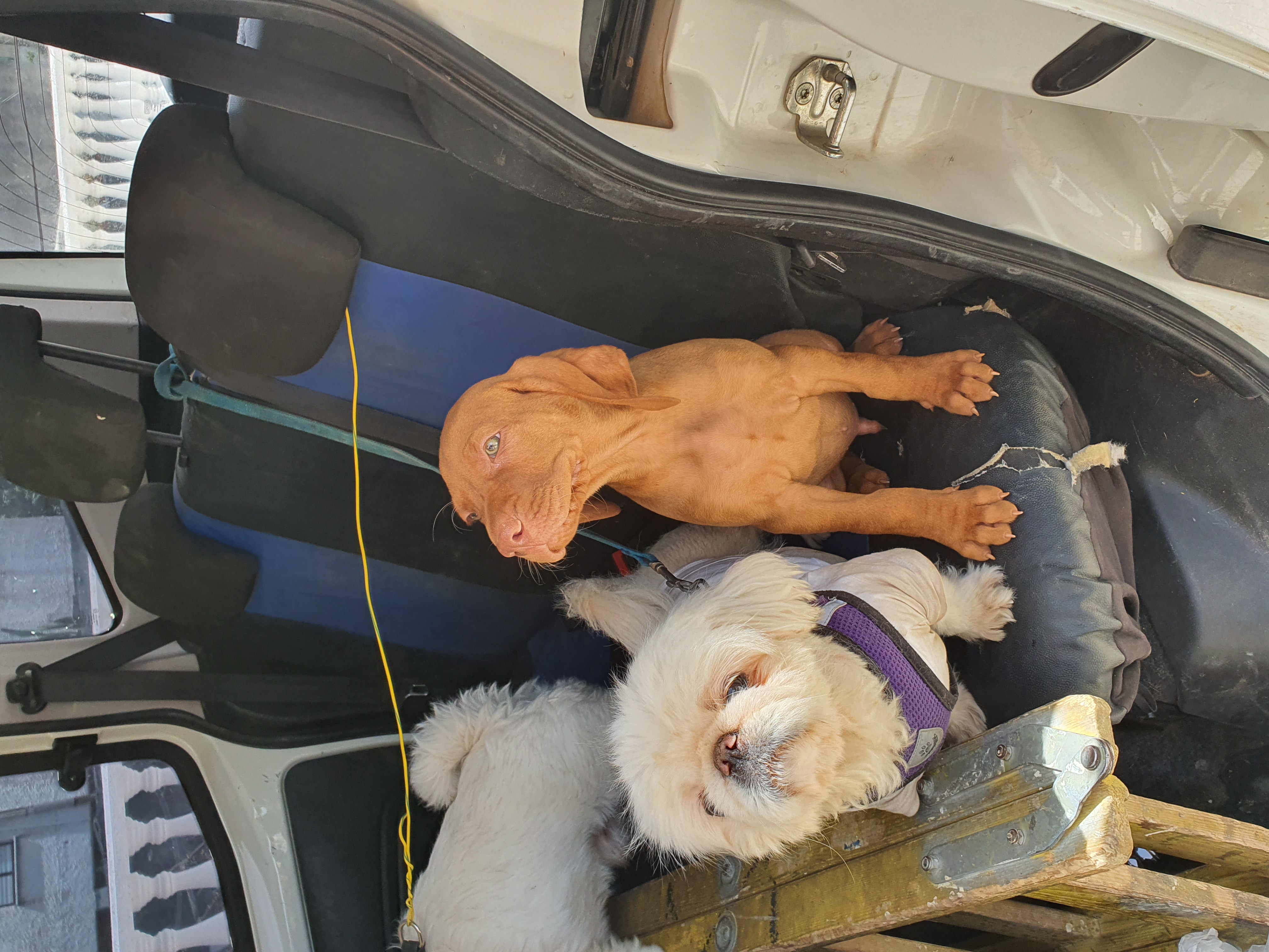 תמונה 1 ,כלבים ויזלה   ויסלה גזעי למכירה בדאלית אל-כרמל