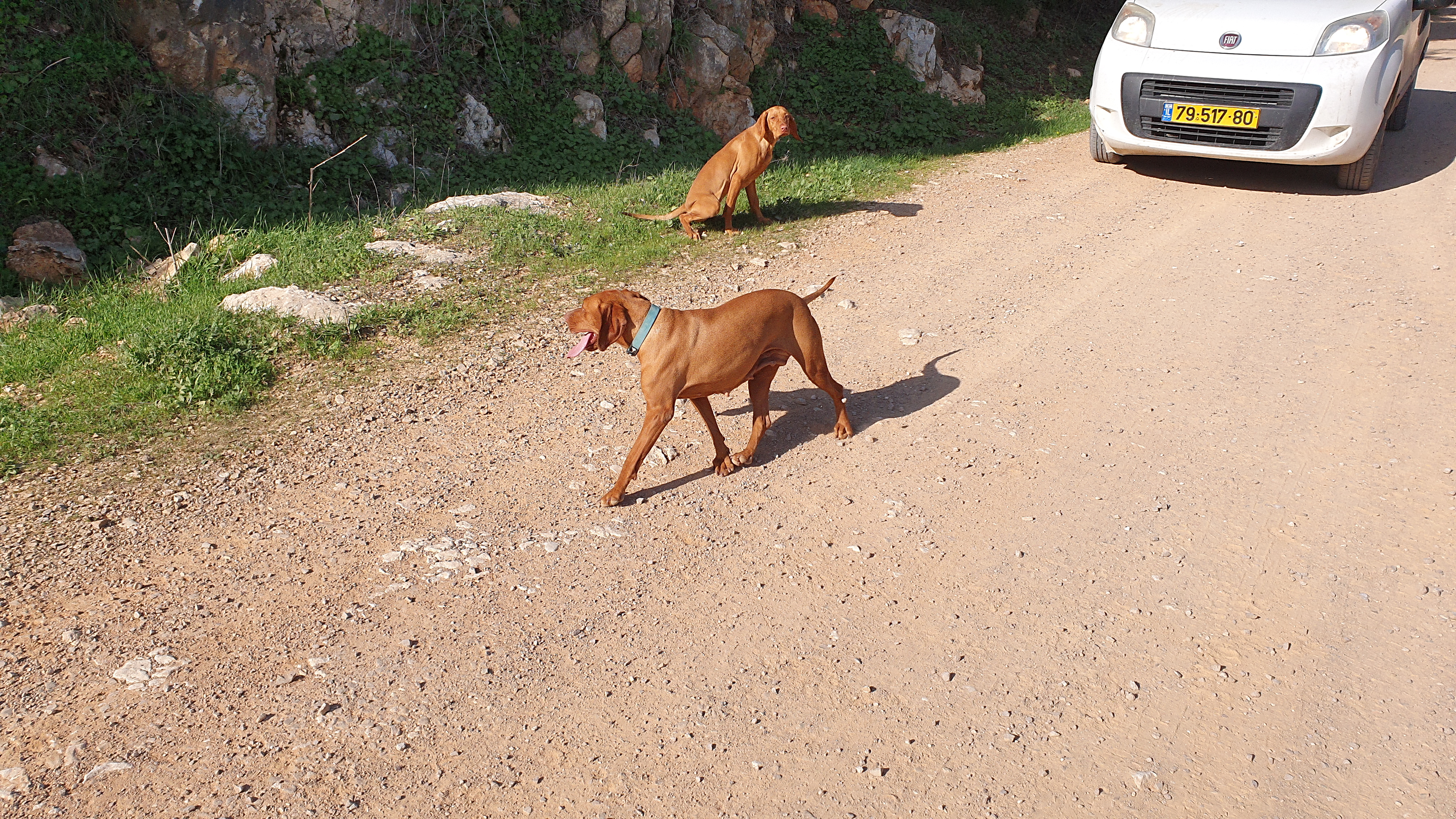 תמונה 2 ,כלבים ויזלה   ויסלה גזעי למכירה בדאלית אל-כרמל