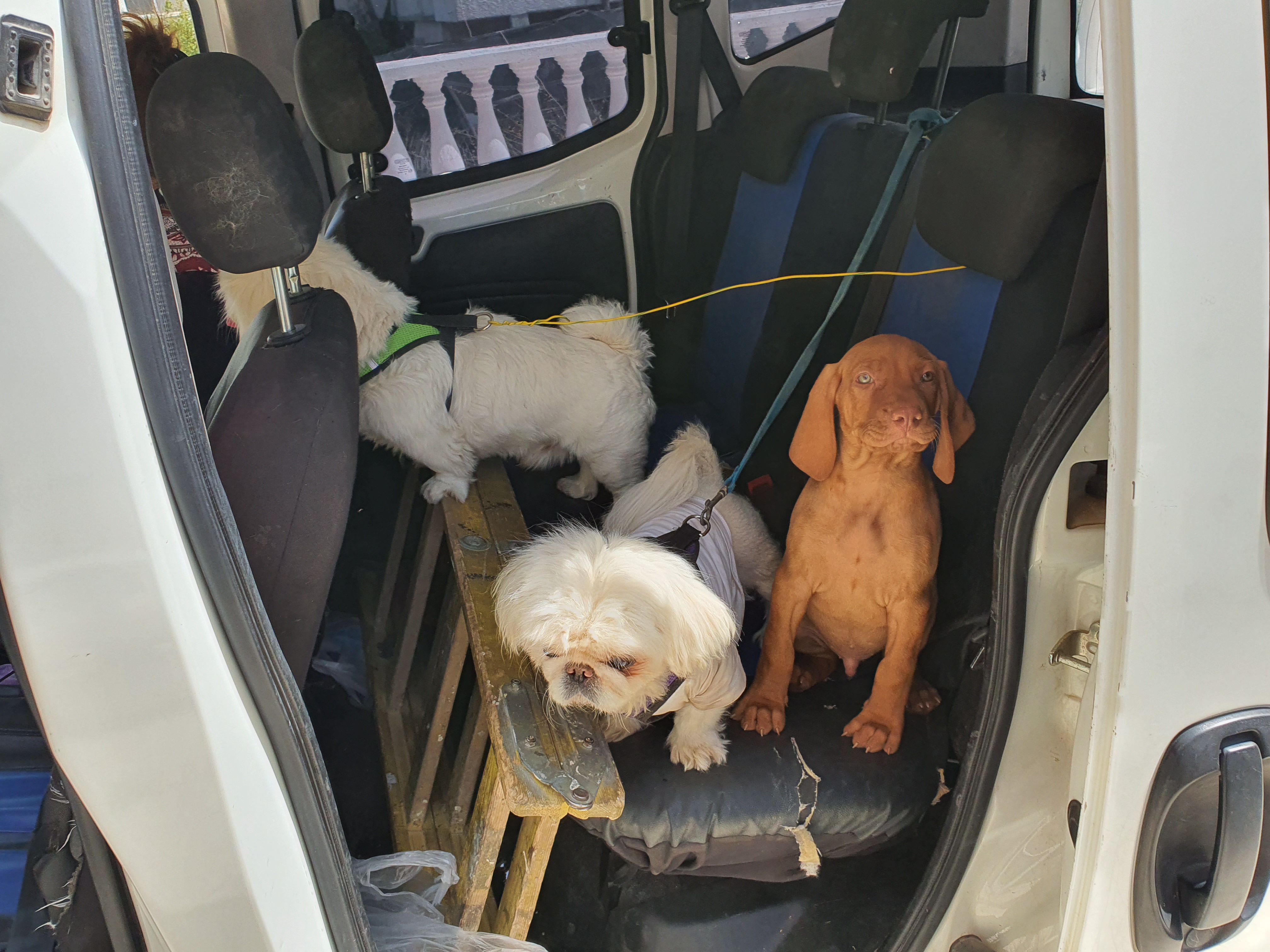 תמונה 4 ,כלבים ויזלה   ויסלה גזעי למכירה בדאלית אל-כרמל