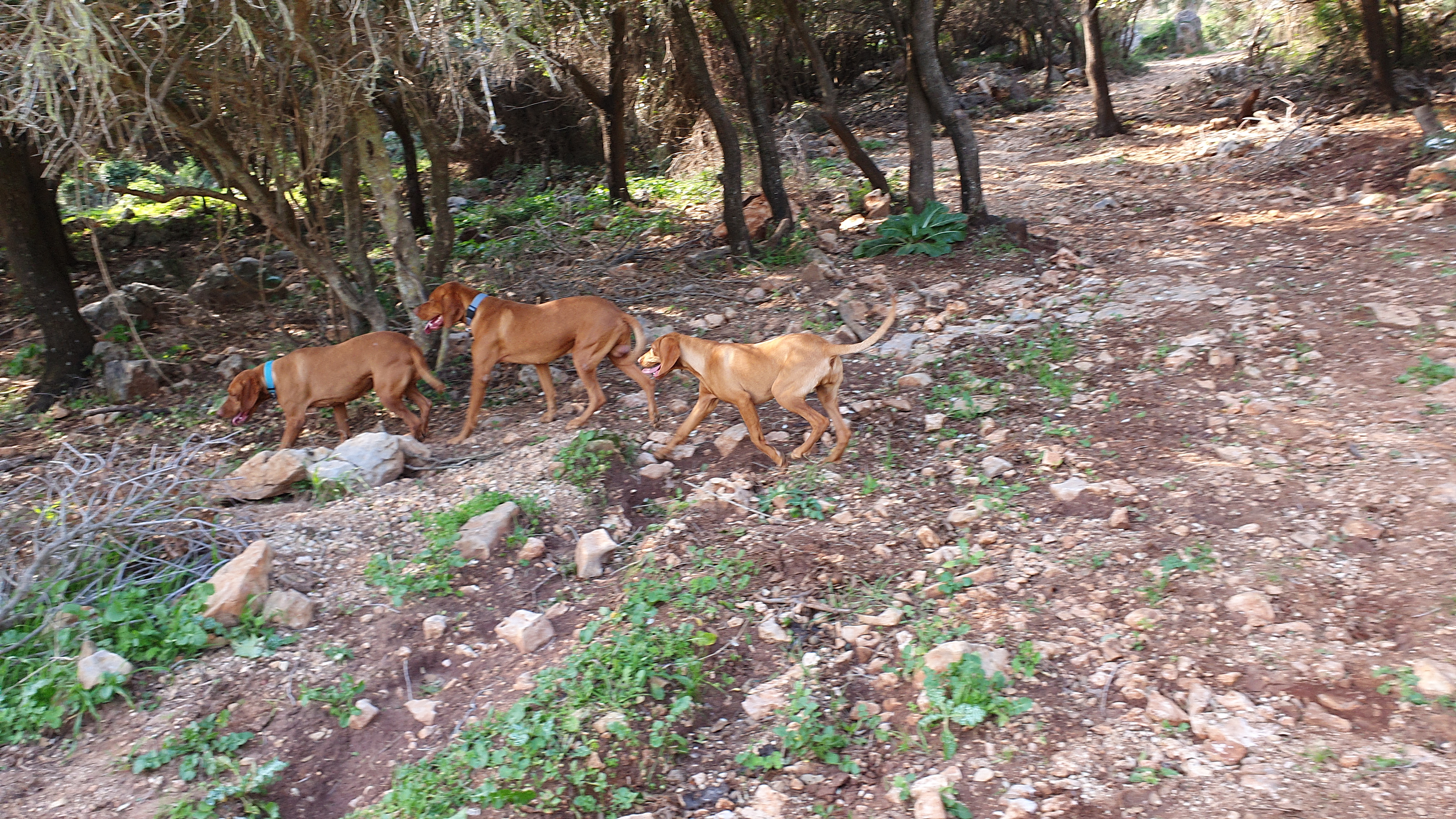 תמונה 6 ,כלבים ויזלה   ויסלה גזעי למכירה בדאלית אל-כרמל