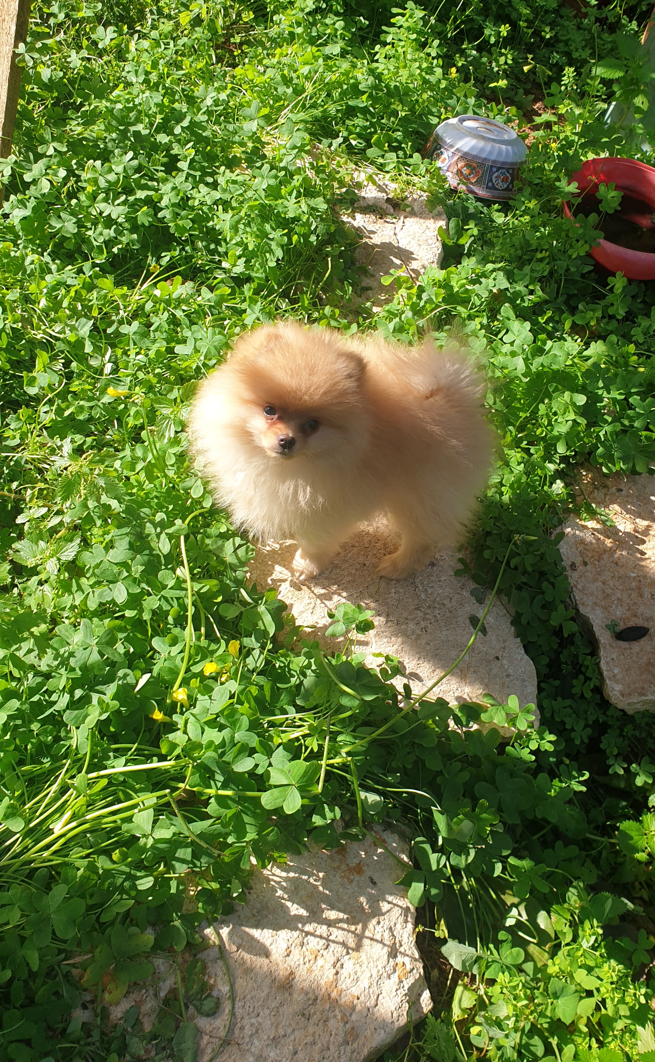 תמונה 1 ,כלבים פומרניאן   פומירניין גור למכירה בГерцилии 
