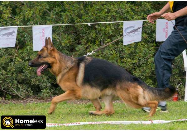תמונה 3 ,כלבים רועה גרמני   הרקולס לשידוך בפתח תקווה