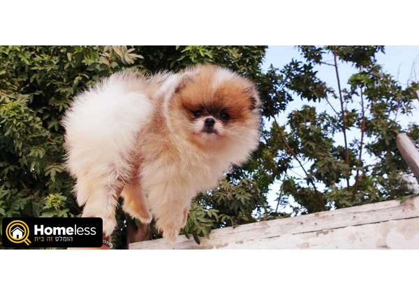 תמונה 1 ,כלבים פומרניאן   פומרני למכירה בקרית מלאכי