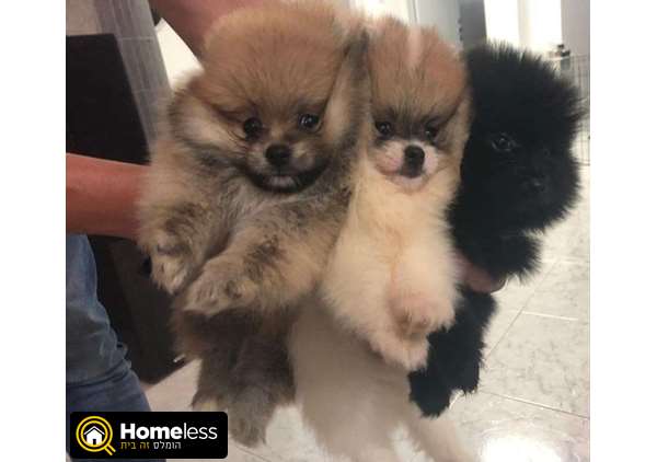 תמונה 2 ,כלבים פומרניאן   פומרני למכירה בקרית מלאכי