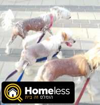תמונה 4 ,כלבים סיני מצוייץ   אורנה למכירה באשקלון