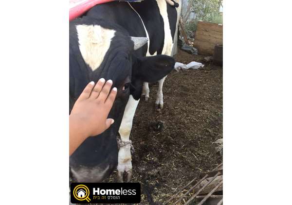 תמונה 3 ,חיות משק פרות   עגל בן 9 חודשים הולנדי למכירה בכסיפה