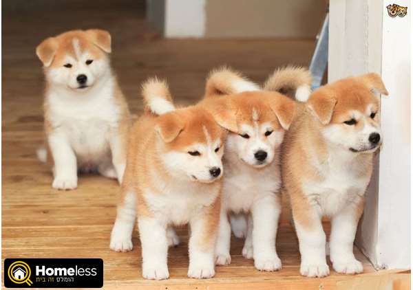 תמונה 1 ,כלבים אקיטה יפני   אקיטה אינו למכירה ברווחה