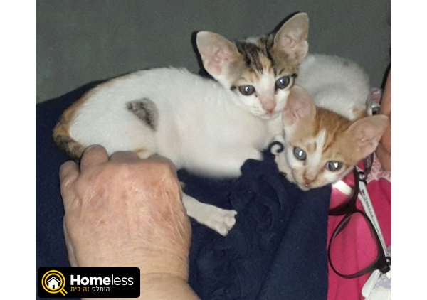 תמונה 3 ,חתולים כללי   במבה וביסלי לאימוץ בנתניה