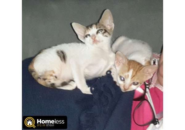 תמונה 4 ,חתולים כללי   במבה וביסלי לאימוץ בנתניה