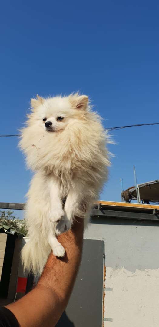תמונה 2 ,כלבים פומרניאן   פומרניין למכירה בעפולה
