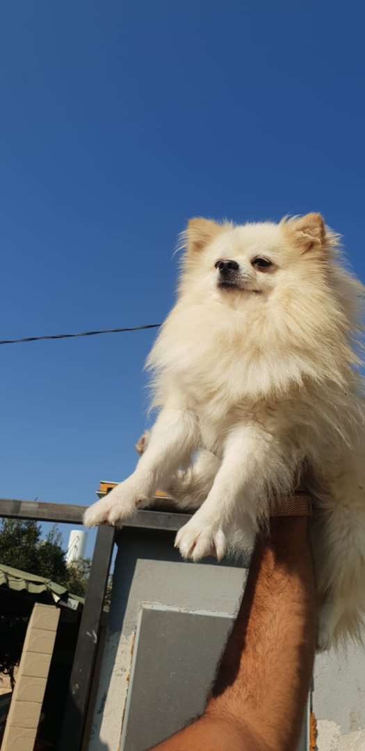 תמונה 3 ,כלבים פומרניאן   פומרניין למכירה בעפולה