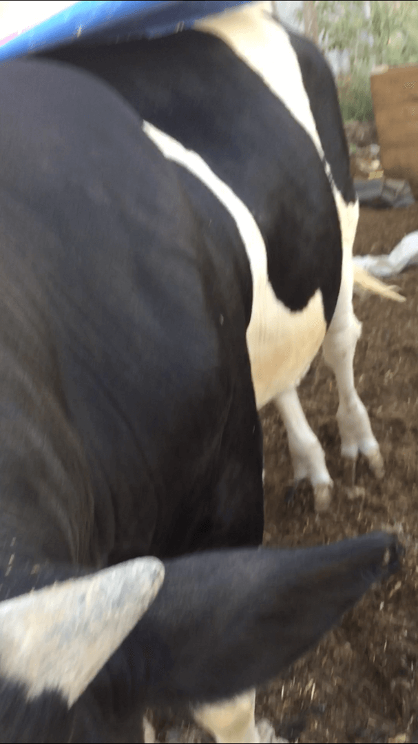 תמונה 1 ,חיות משק פרות   עגל בן 9 חודשים הולנדי למכירה בכסיפה