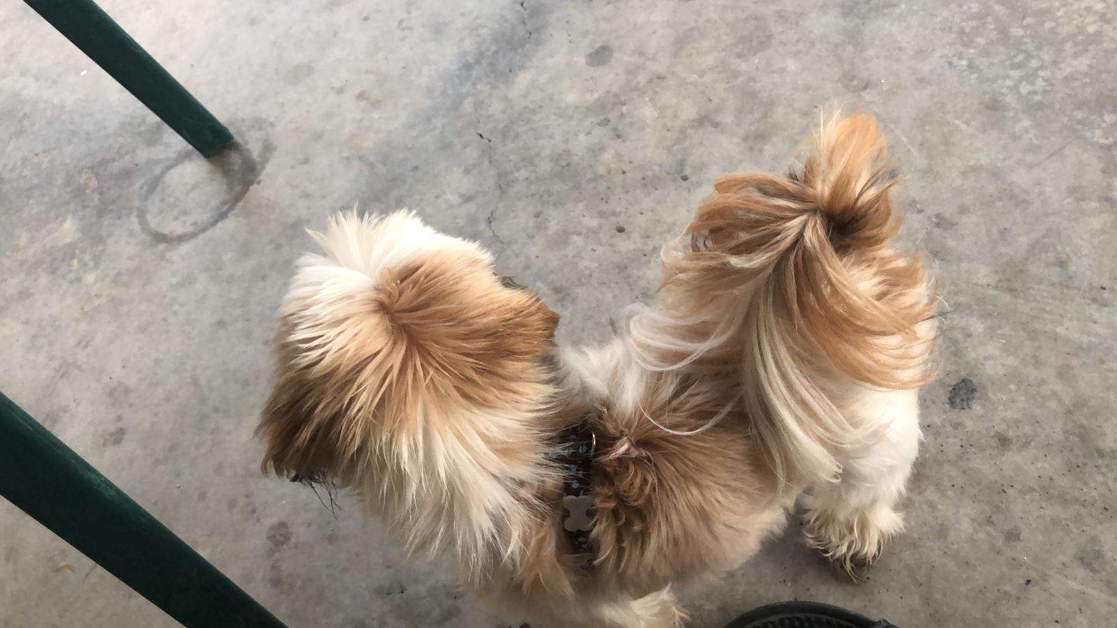 תמונה 2 ,כלבים שי צו   חאלד למכירה באעבלין