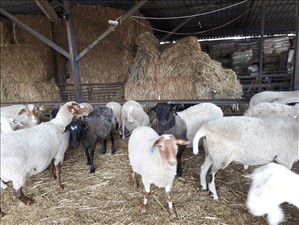 חיות משק כבשים תל אביב והמרכז 