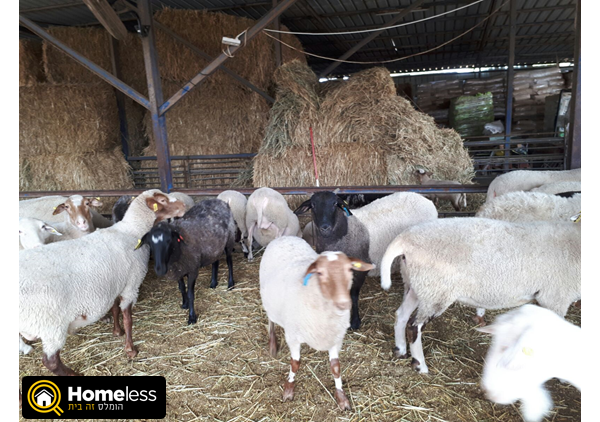 תמונה 1 ,חיות משק כבשים   כבשים למכירה בכפר טרומן