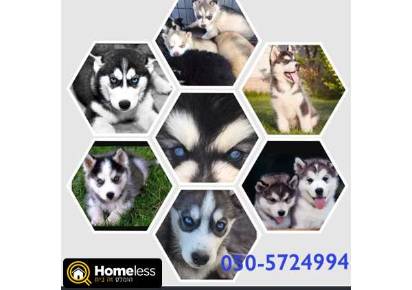 תמונה 3 ,כלבים האסקי סיביר   האסקי למכירה בקרית גת 