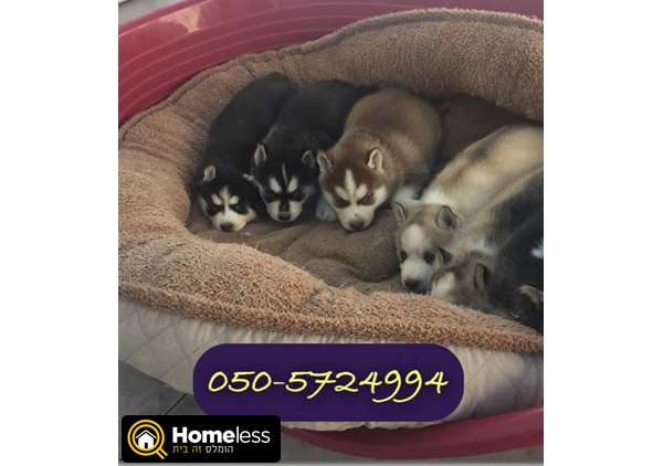 תמונה 4 ,כלבים האסקי סיביר   האסקי למכירה בקרית גת 