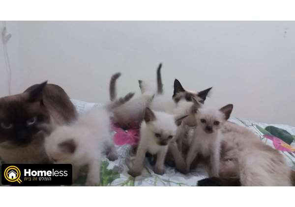 תמונה 1 ,חתולים סיאמי   ויקטור למכירה בפתח תקווה