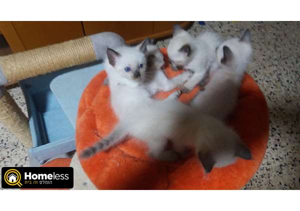 תמונה 3 ,חתולים סיאמי   ויקטור למכירה בפתח תקווה