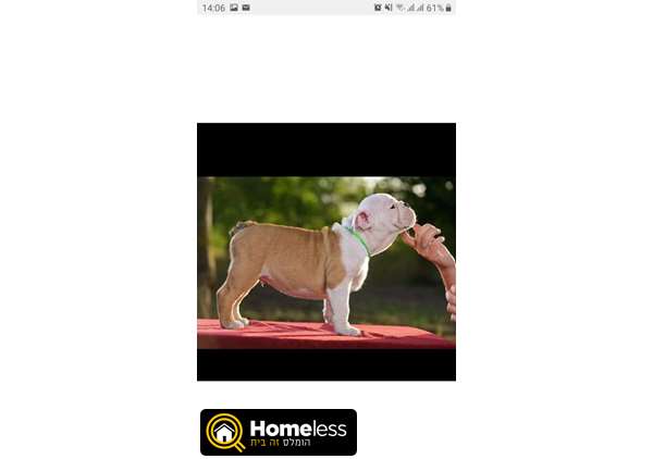תמונה 3 ,כלבים בולדוג אנגלי   גק למכירה בירושלים