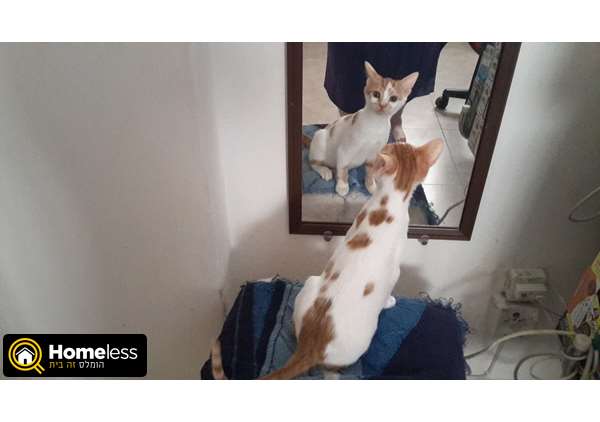 תמונה 2 ,חתולים מעורב   מיצי ופיצי למסירה בנתניה