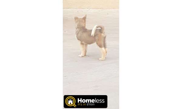 תמונה 1 ,כלבים אקיטה יפני   . למכירה ב.