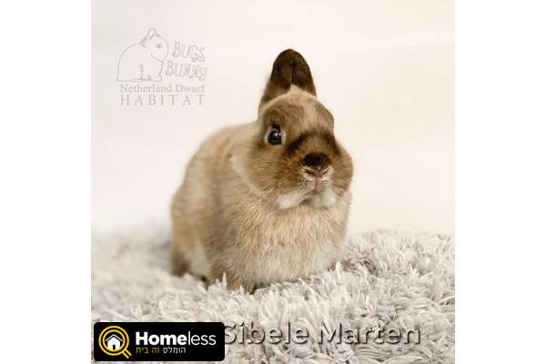 תמונה 1 ,מכרסמים ארנבות   ארנבונים ננסים הולנדים למכירה בתל אביב