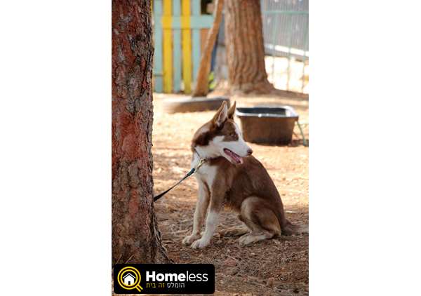 תמונה 1 ,כלבים האסקי סיביר   מרקו למכירה בגבעת זאב