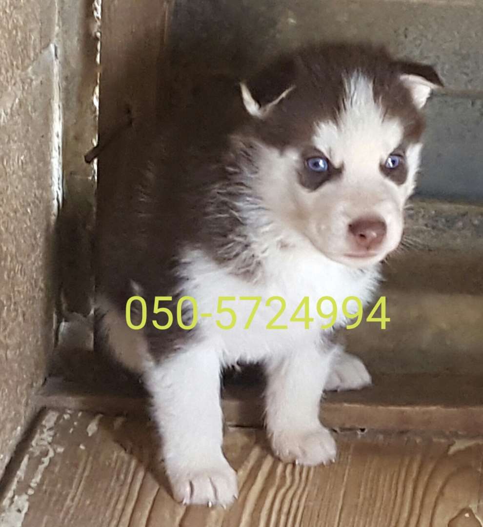 תמונה 3 ,כלבים האסקי סיביר   האסקי למכירה בקרית גת