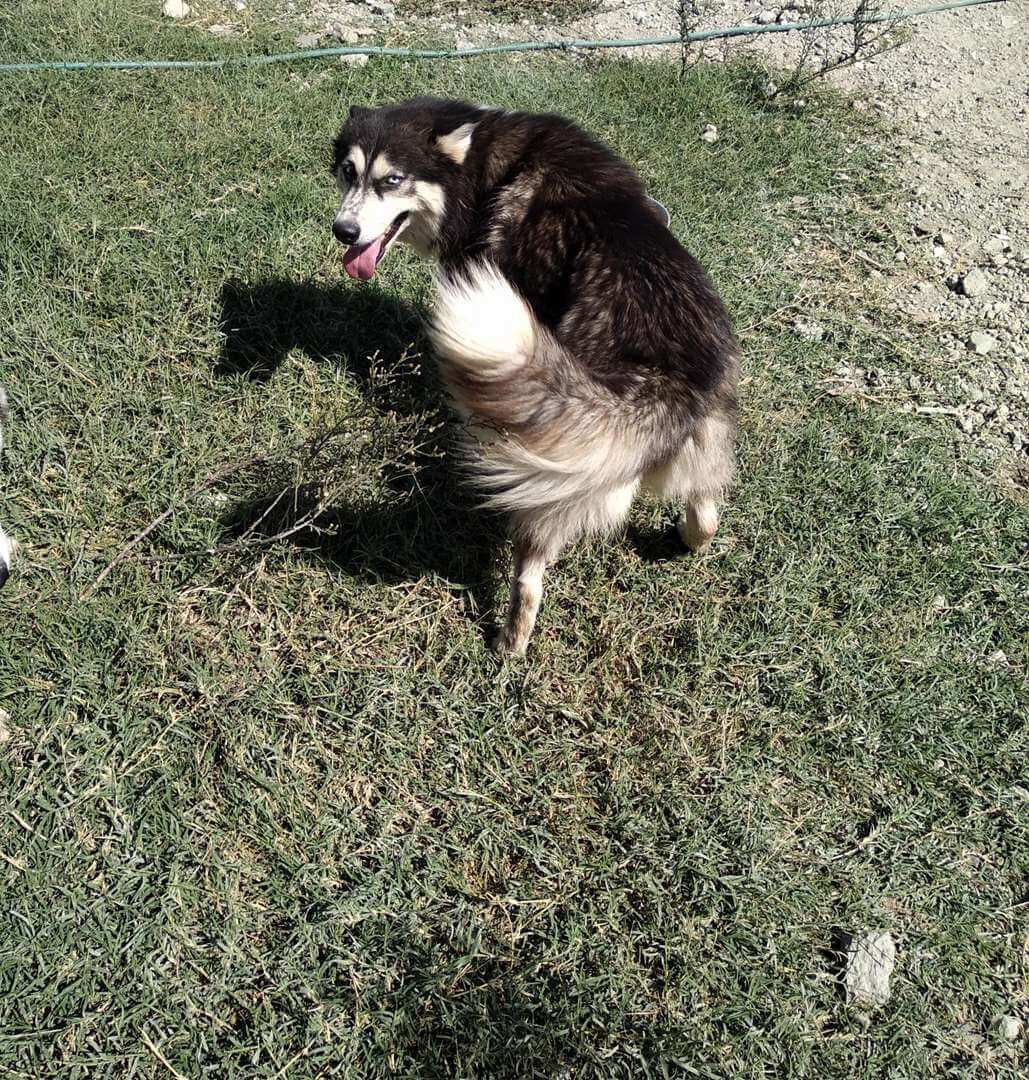 תמונה 1 ,כלבים האסקי סיביר   האסקי למכירה באשדוד
