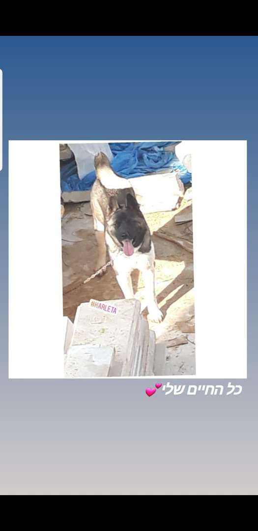 תמונה 4 ,כלבים אקיטה יפני   אקיטה אמריקאי  למכירה בירכא