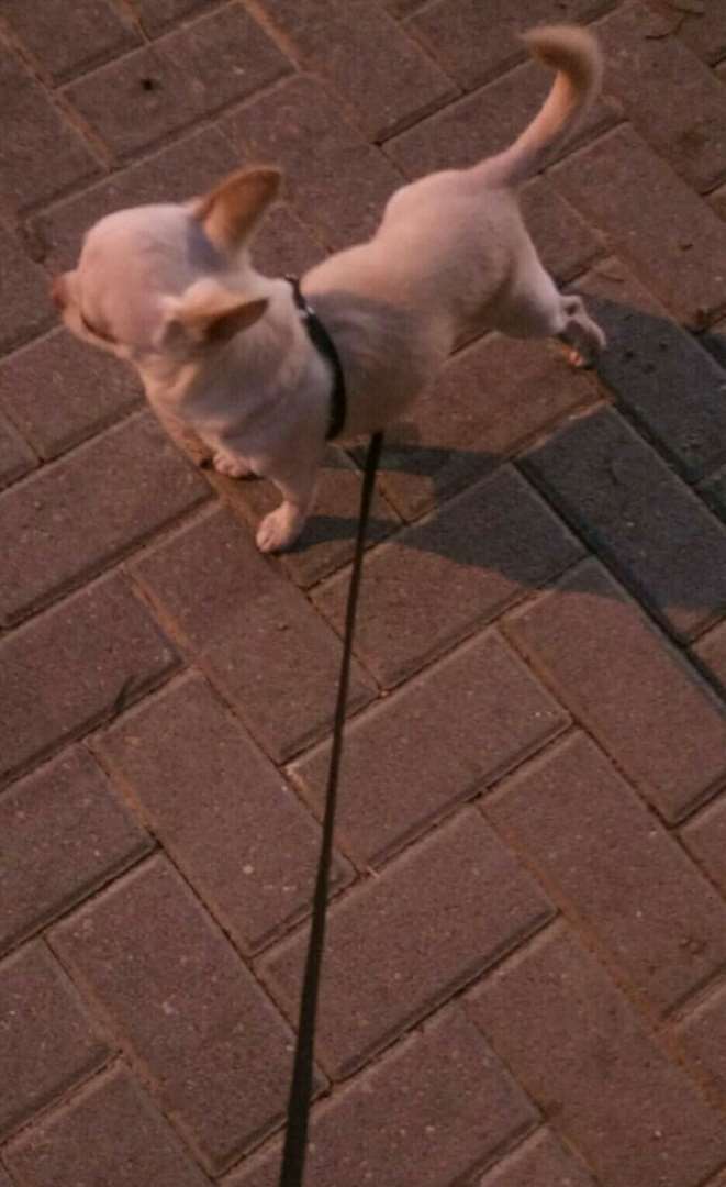 תמונה 4 ,כלבים צ`יוואווה   Fci לשידוך ברחובות