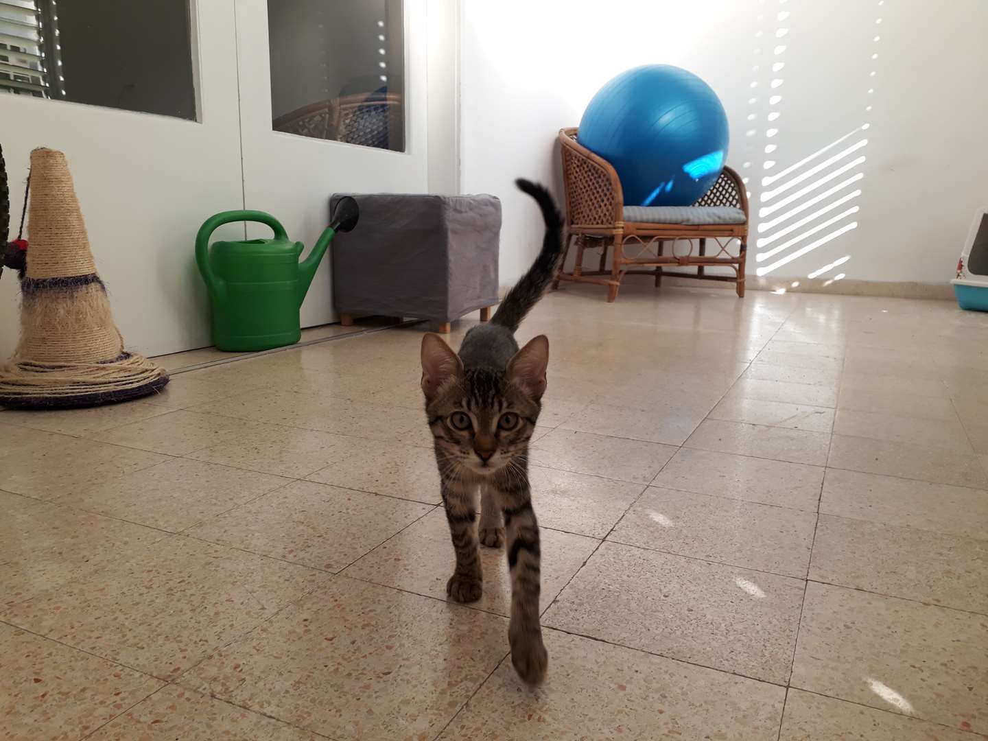 תמונה 3 ,חתולים מעורב   חתול לאימוץ בחיפה