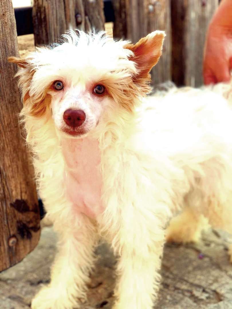 תמונה 3 ,כלבים סיני מצוייץ   אורנה למכירה באשקלון