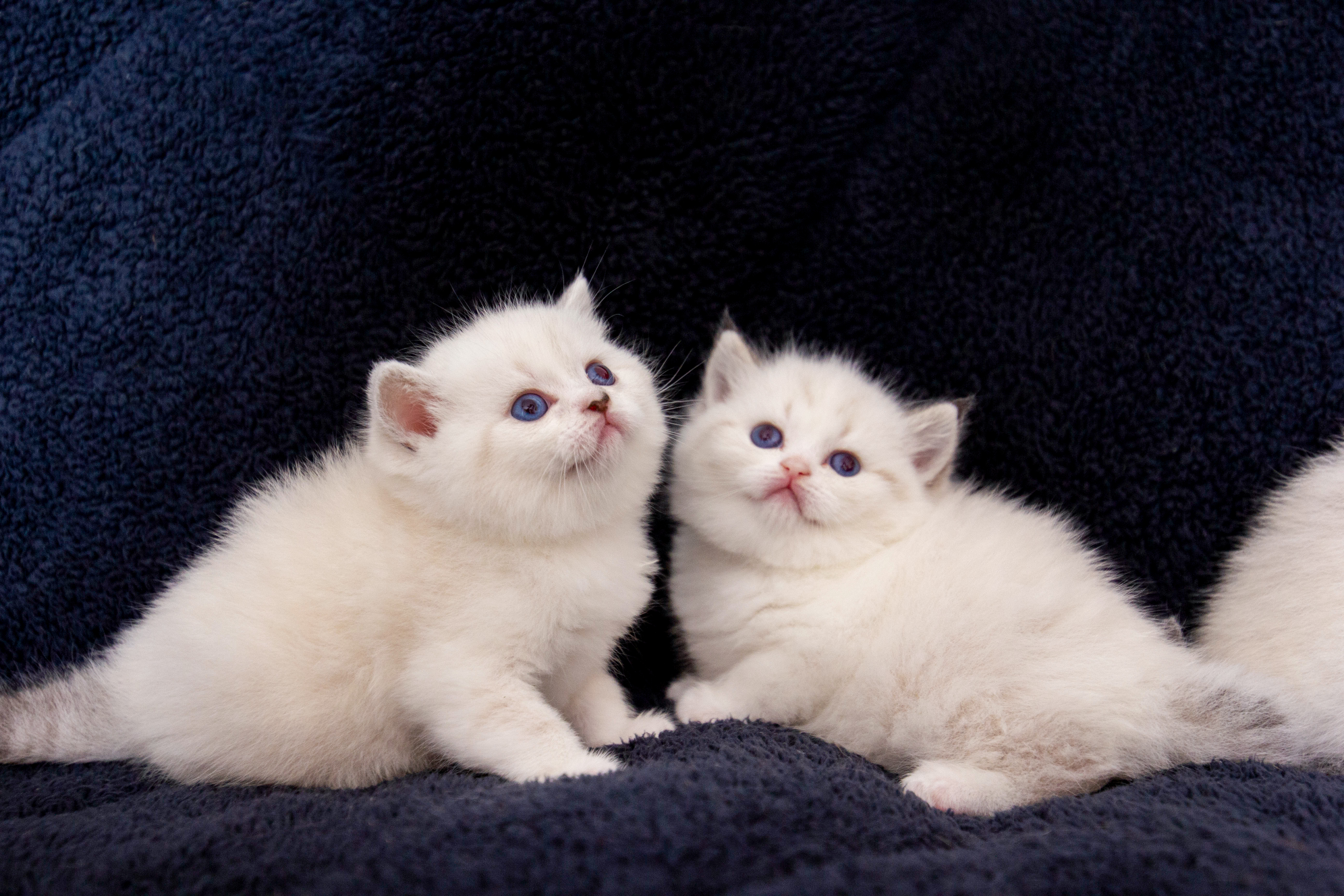 תמונה 3 ,חתולים Scotish Fold   סקוטי למכירה באשקלון