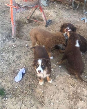 כלבים רועה אוסטרלי טבריה והצפון 