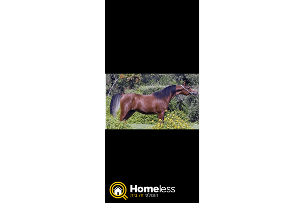 תמונה 1 ,סוסים ערבי   אבנר למכירה במגשימים