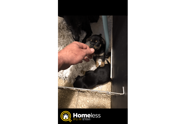 תמונה 3 ,כלבים פינצ`ר ננסי   פינצ׳ר ננסי  למכירה ברמת גן