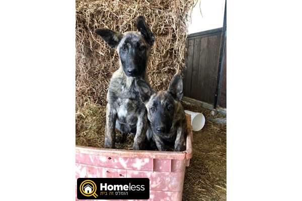 תמונה 2 ,כלבים רועה בלגי   רועה הולננדי למכירה בבן שמן (מושב)