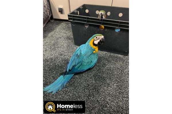 תמונה 1 ,תוכים ובעלי כנף אחר   blue and gold macaw  למכירה בJaffa