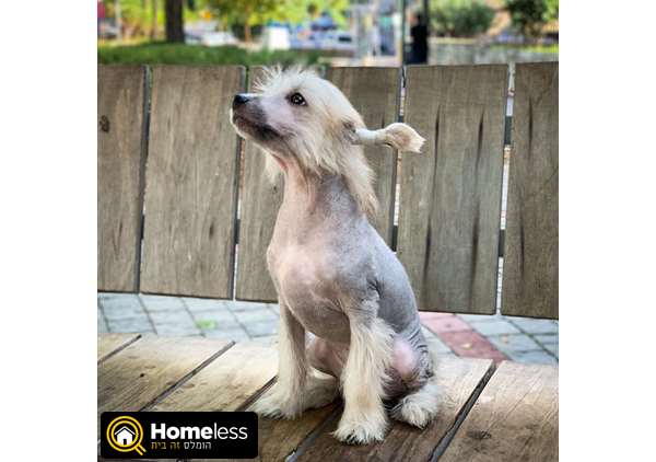 תמונה 1 ,כלבים סיני מצוייץ   גורים סיני מצוייץ למכירה בתל אביב