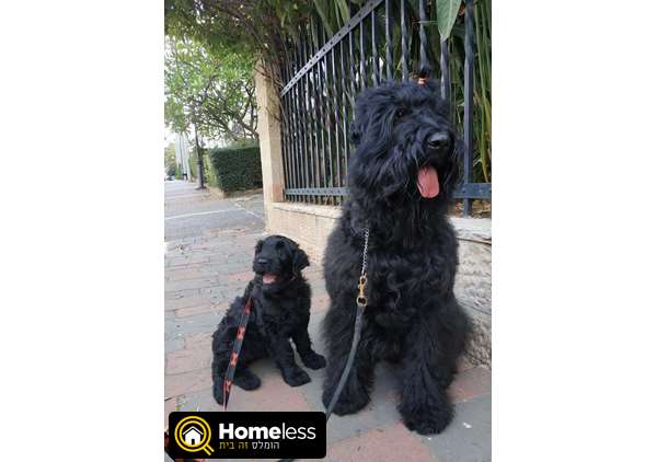 תמונה 1 ,כלבים טרייר רוסי שחור   גורים למכירה בחולון