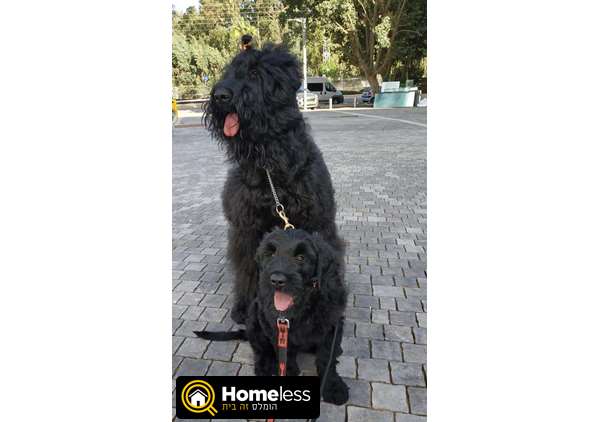 תמונה 3 ,כלבים טרייר רוסי שחור   גורים למכירה בחולון