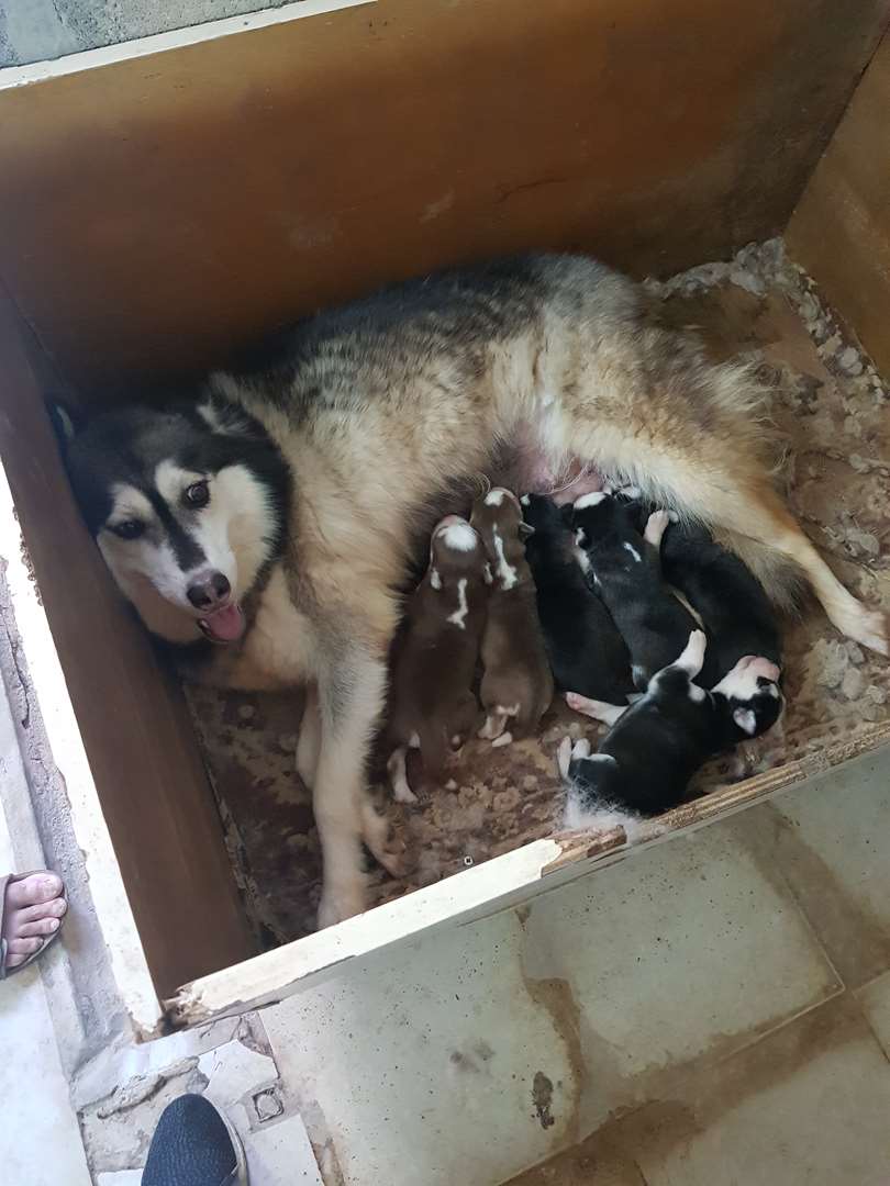 תמונה 1 ,כלבים האסקי סיביר   שירן למכירה בבית שאן